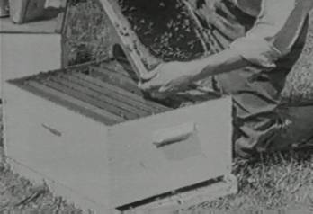 Bees : Old Hives