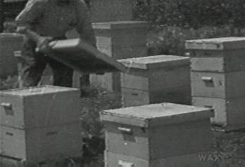 Bees : Old Hives