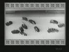 Bees : Formation