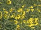 Plant Life : Sunflowers